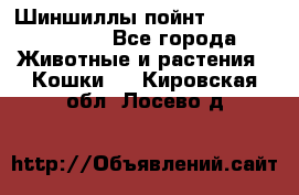 Шиншиллы пойнт ns1133,ny1133. - Все города Животные и растения » Кошки   . Кировская обл.,Лосево д.